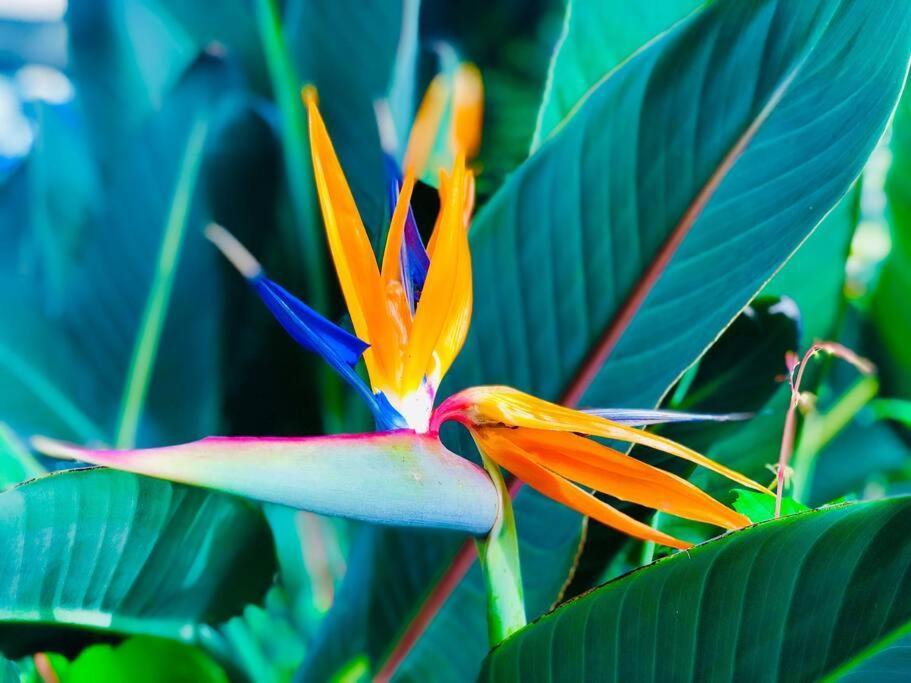 Paradise Hideaway Entire Guest Home Near Beach Clearwater Ngoại thất bức ảnh